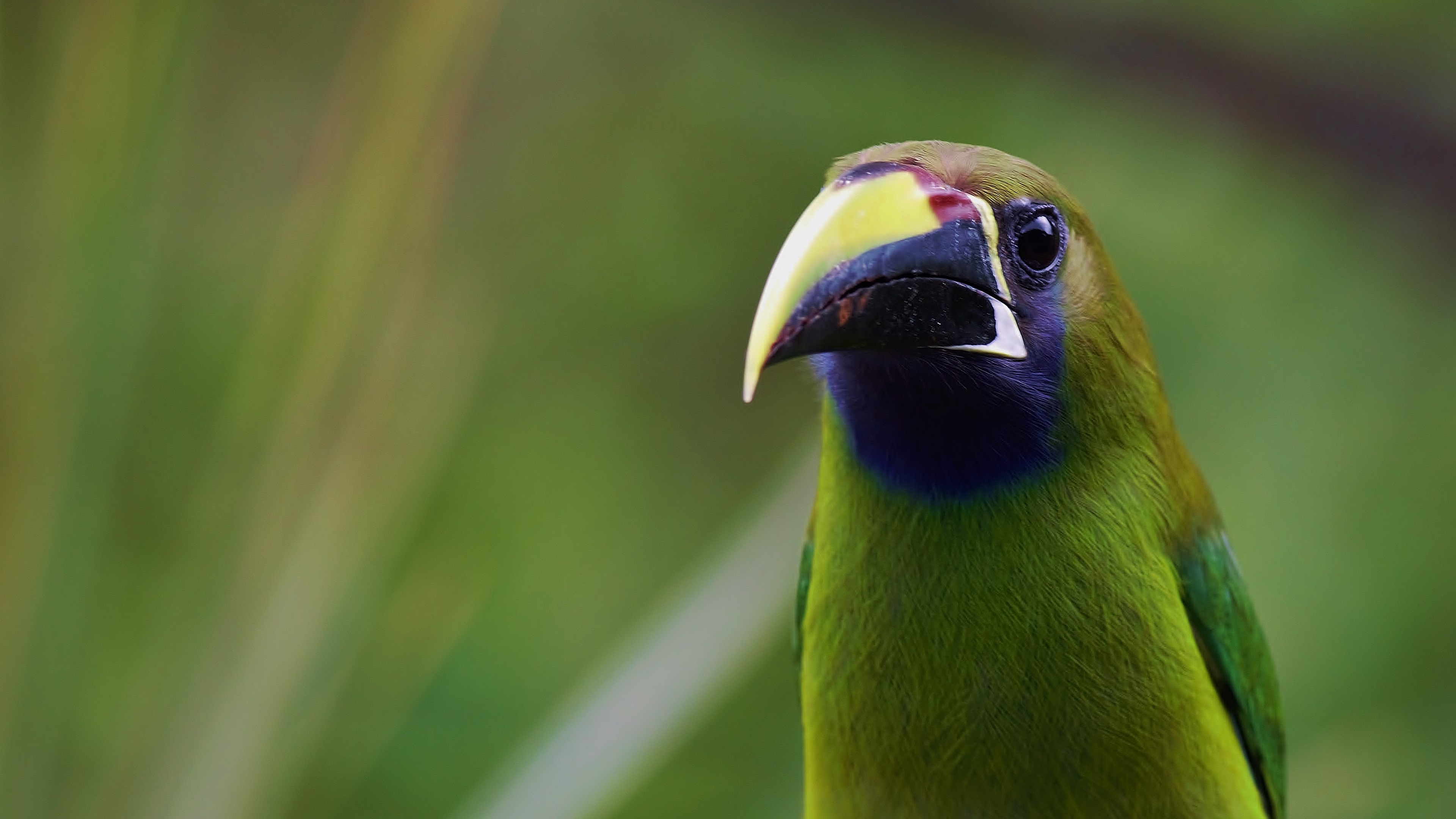 Northern Emerald-Toucanet — Ana fotoğraf